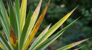 Why Does Yucca Turn Yellow – A Complete Care Guide