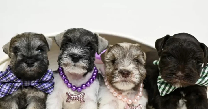 Maltipoo Breeders Ontario: How to Choose a Reputable Breeder